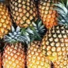 Ananas tropicaux frais
